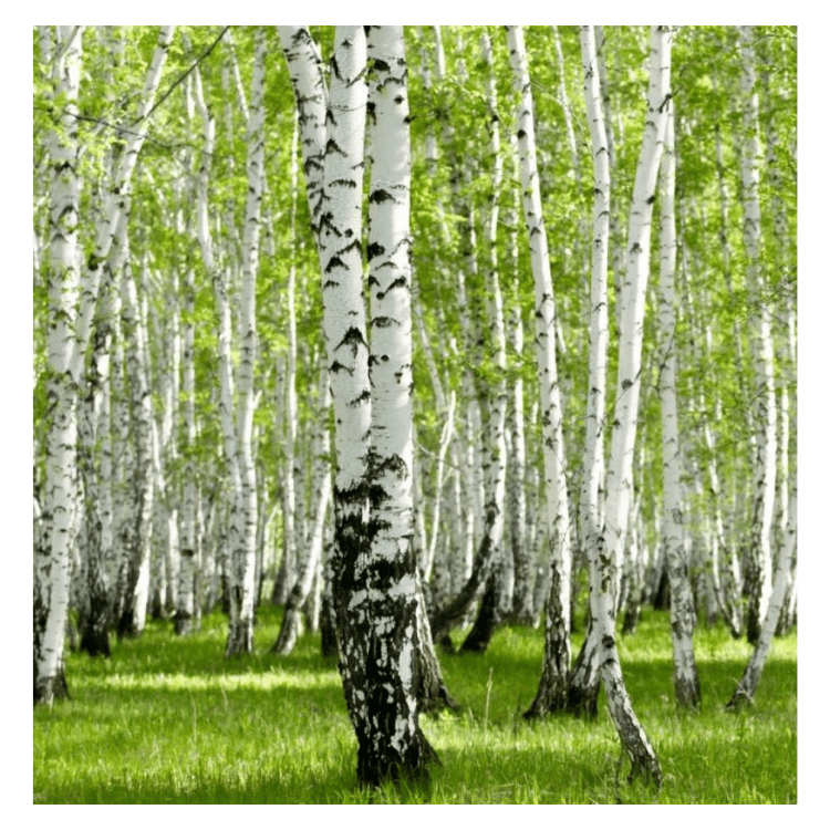 Swiss Dream Beds - Natural Beds made in Canada