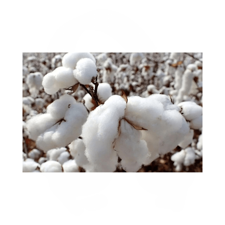 Swiss Dream Beds - Natural Beds made in Canada