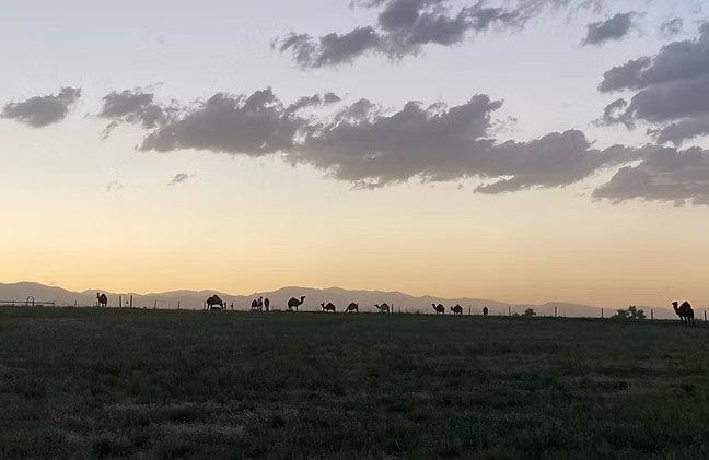 Colorado Camel Milk - Raw Unpasteurized