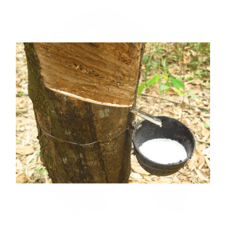 Swiss Dream Beds - Natural Beds made in Canada